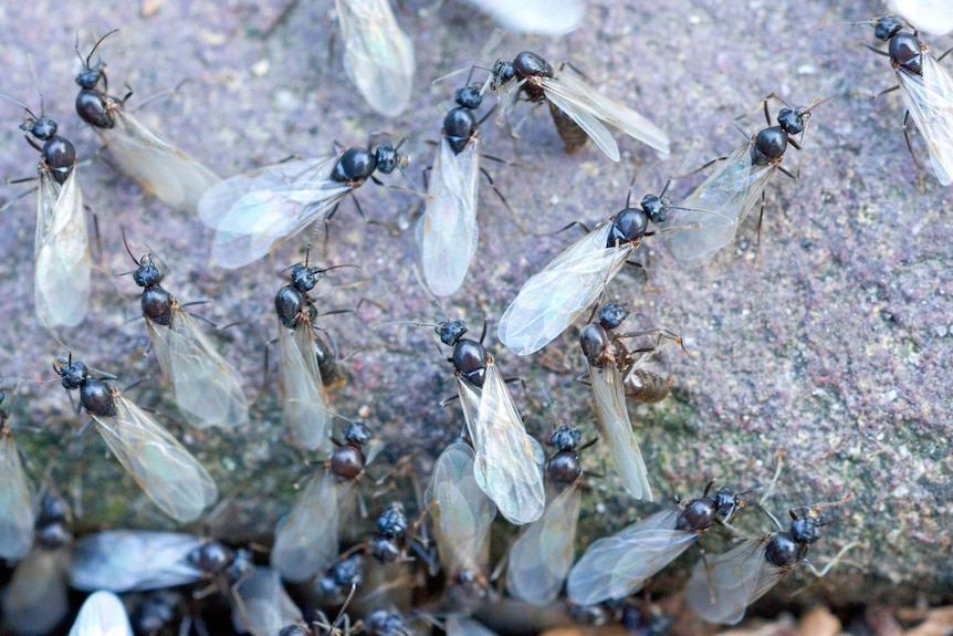 A close up of flying ants