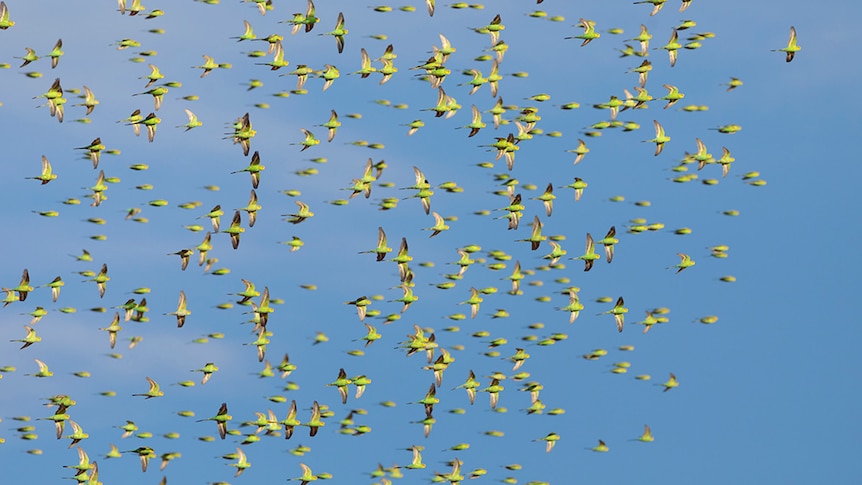 Budgies flying against a blue sky.