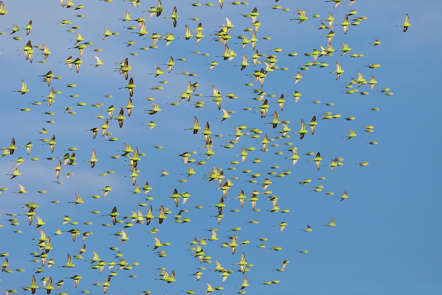 Budgies flying against a blue sky.