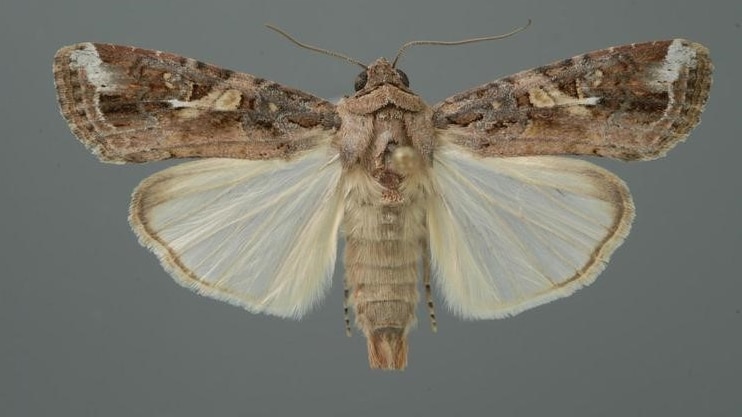 The fall armyworm adult moth with its brown fury wings spread.