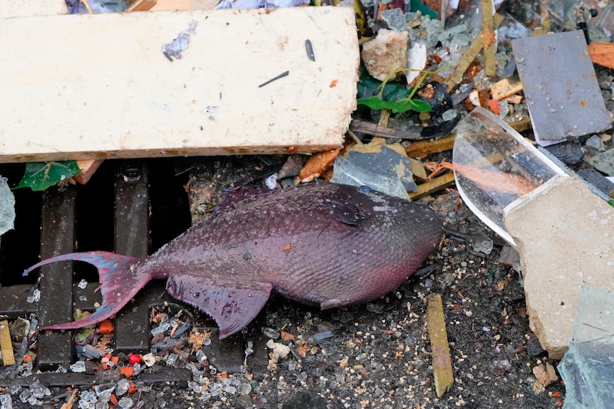 Un poisson mort se trouve parmi les débris