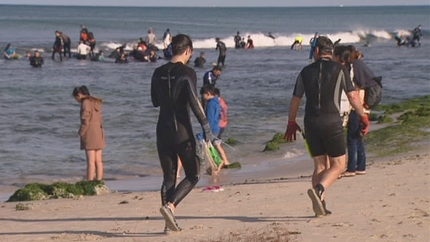 Wearing wetsuits, abalone fishers gather on reefs at Mettams Pool in Perth