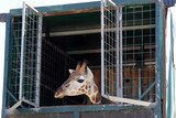Giraffe pokes her head out of the transport crate.