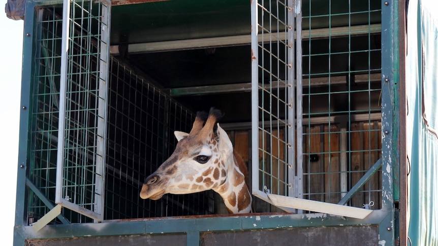 Giraffe pokes her head out of the transport crate.