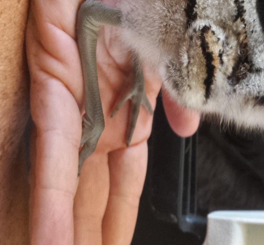 Curlew chick hand raised by wildlife carer Sarah Luke