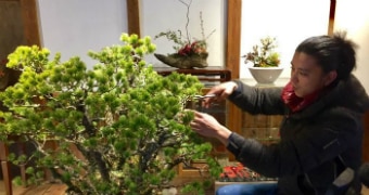 Masashi Hirao sits to the right in a black coat and blue jeans with scissors in their hand as they tend to large green bonsai.