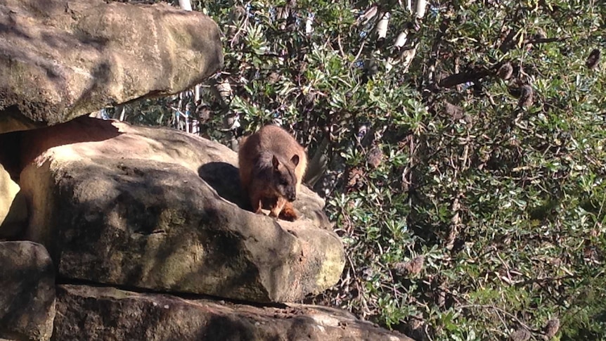 an animal on a rock.