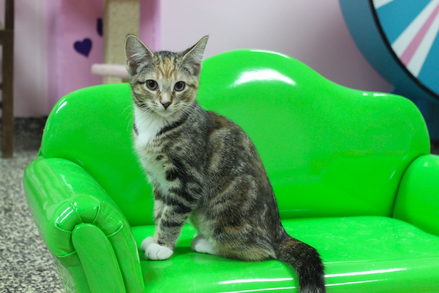 A rescue cats sits on a green couch in the cuddle area of Brisbane's first cat cafe.