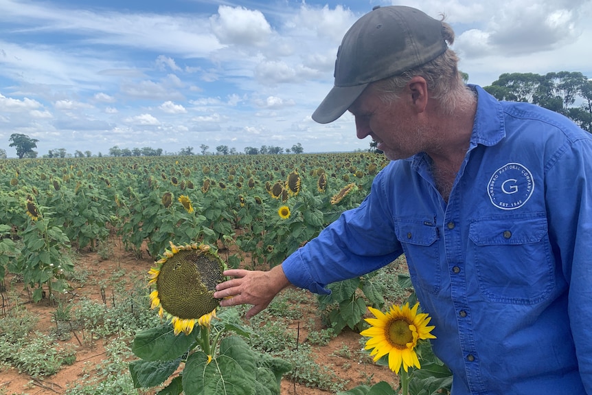 A man looks at the seeds of a sunflower in a paddock.