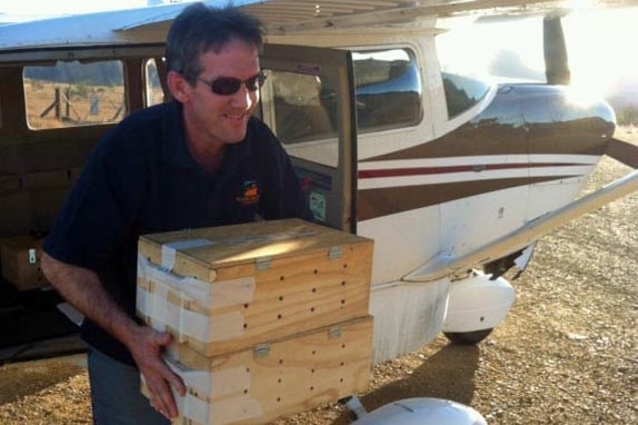 Boxes of western quolls arrive at Wilpena Pound in SA