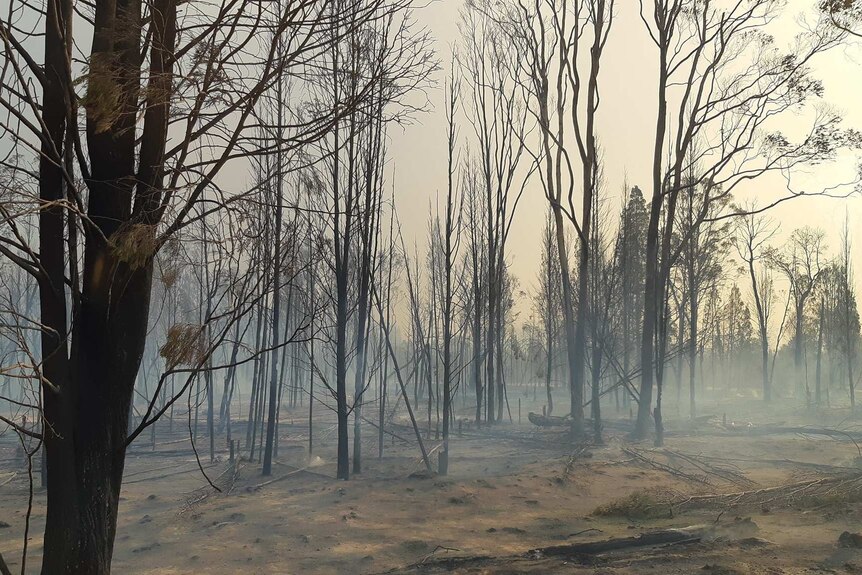 Burnt out bushland as smoke wafts from the ground.