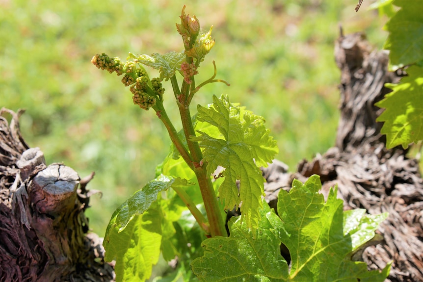 A close up image of wine grapes starting to form on a 100 year old vine. The trunk is twisted and gnarled. 