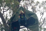 Anti-logging protester Claire Anderson in a tree at Helms Forest in a South West forest in WA 7 January 2015