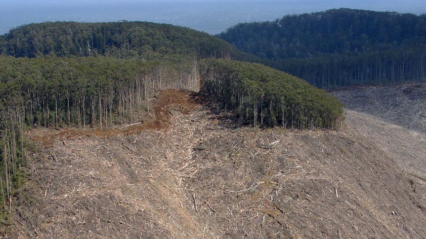 Logging in a former forestry coupe in southern Tasmania