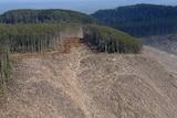 Government urged to release report into Forestry Tasmania
