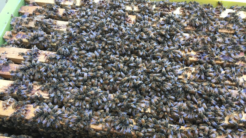 Mass of bees on timber frames
