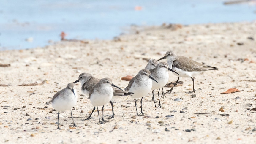 A photo of a group of eight curlew sandpiper birds huddled on the foreshore.