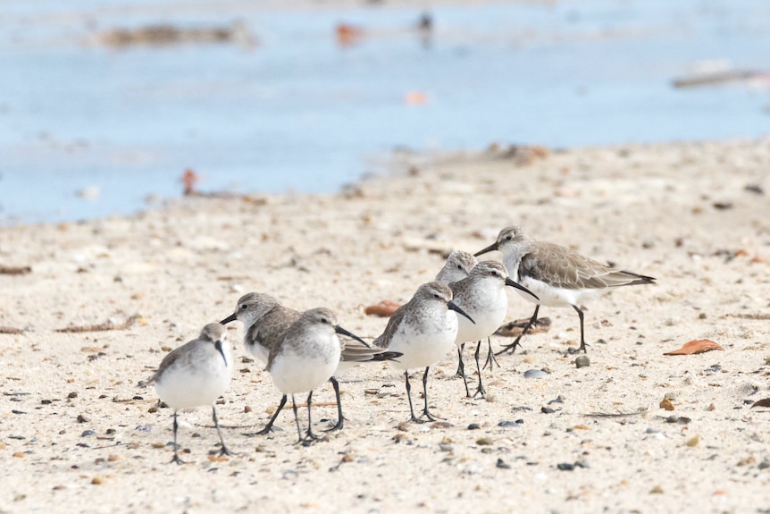 A photo of a group of eight curlew sandpiper birds huddled on the foreshore.