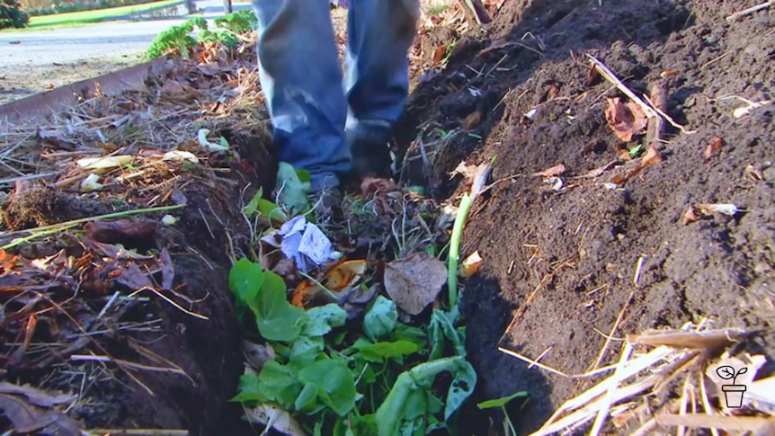 Person stomping on compost laid in soil trench in garden