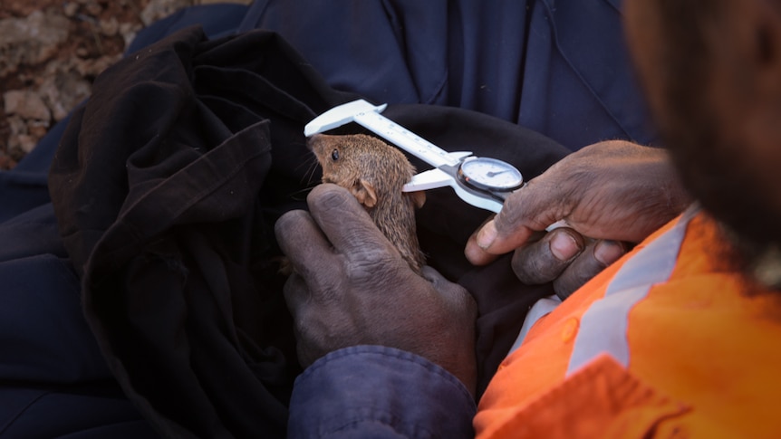 Man holds tiny animal in his hands and measures its head with a caliper