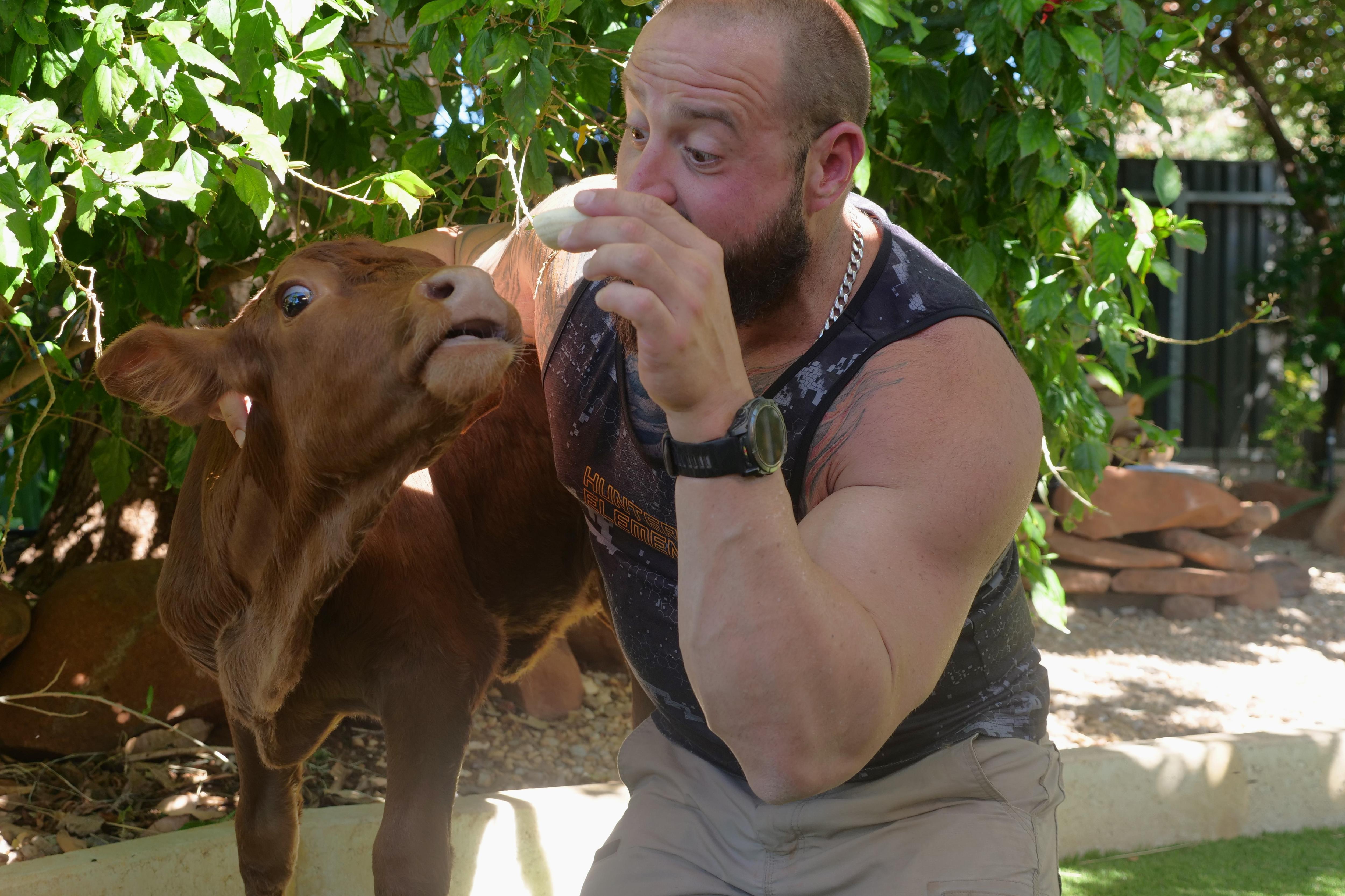 A brown cow calf being fed by a man wearing a singlet, in front of green leafy bushes.