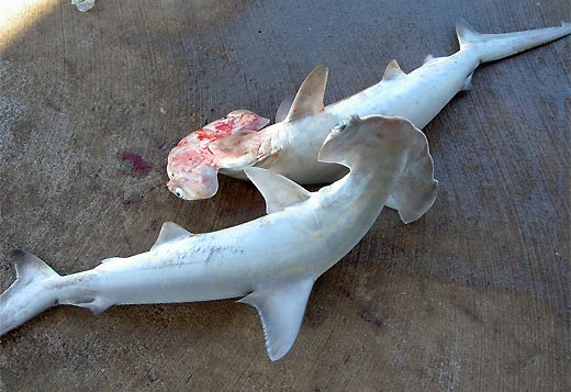 Critics Call For End To Australian Shark Fin Trade Amid Claims Of Missing Export Records Abc News