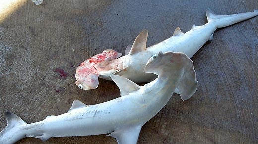 World Wildlife Fund buys net fishing licence in bid to protect sharks