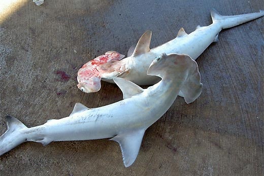 Two dead hammerheads on the sand.