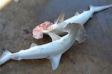 Dead hammerhead sharks on a pier.
