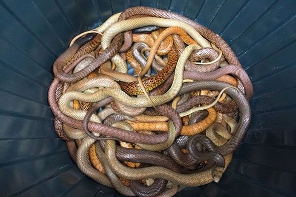 a mass of colourful intertwined snakes at the bottom of a rubbish bin
