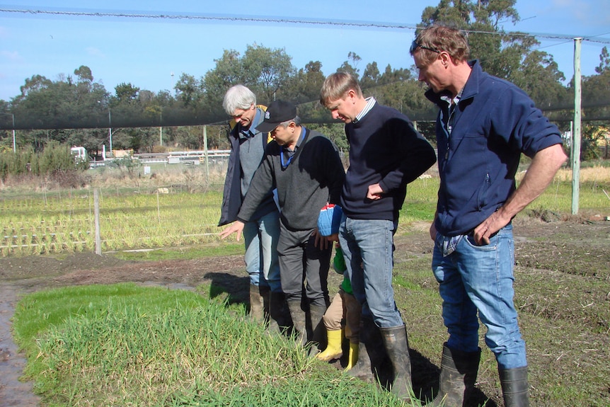 Grain industry leaders including farmers Michael Chilvers and Keith Pengilley and agronomist Terry Horan