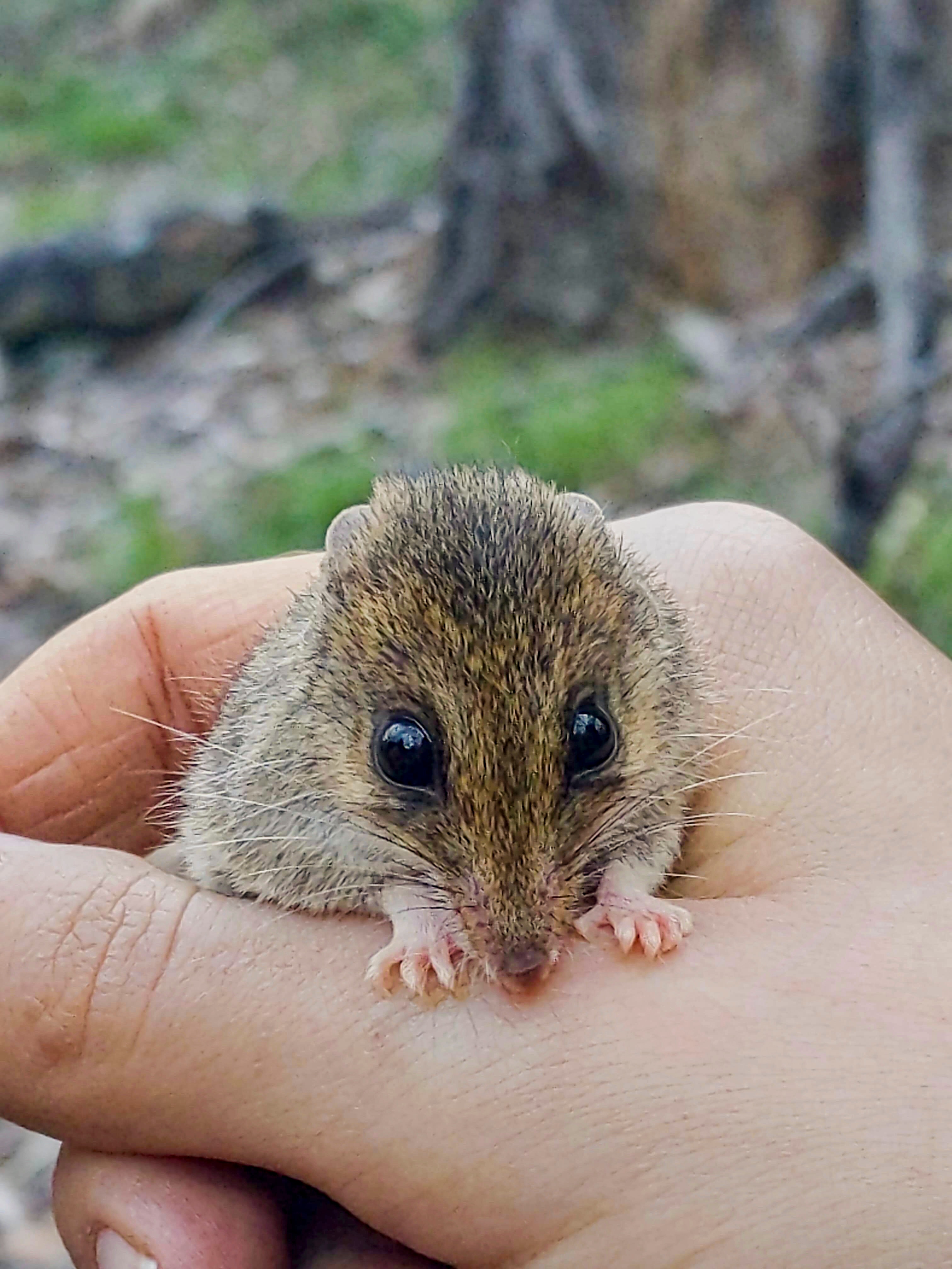 A small mouse-like creature held in a hand.
