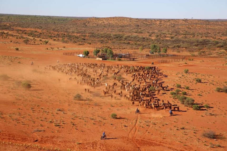 cattle being mustered by motorbikes on farm.