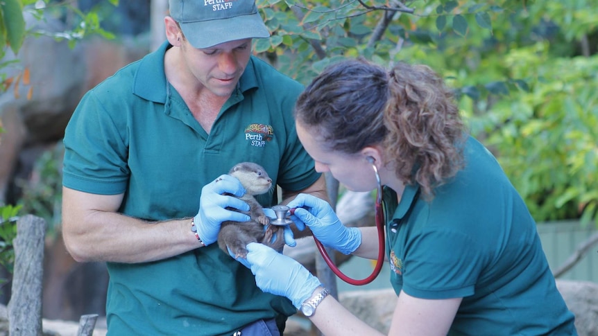 Perth zookeeper Shannon Parker and zoo vet Alisa Wallace examine an Asian small-clawed otter