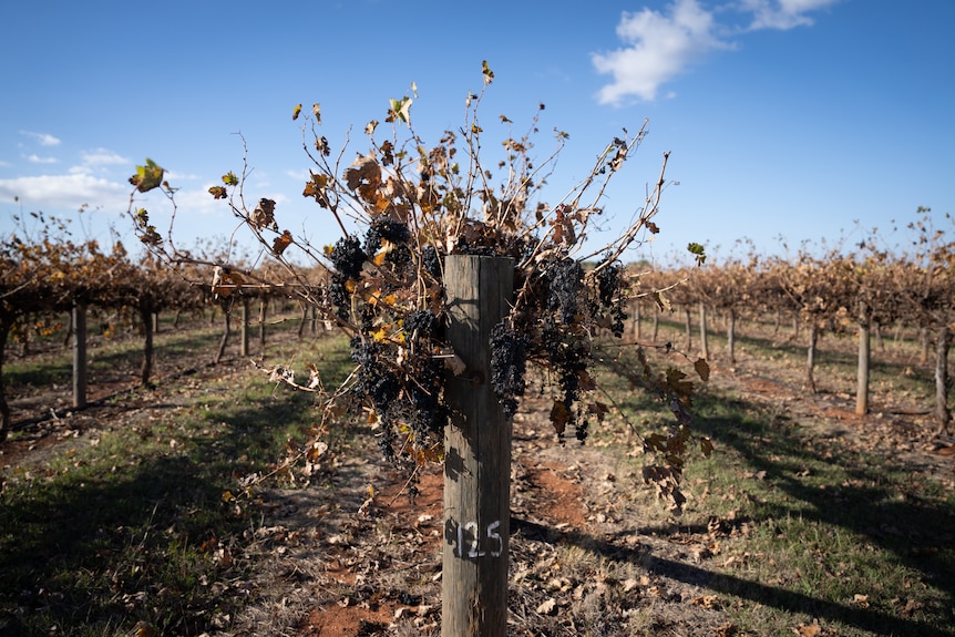 A post at the end of a row of vines among other rows, with leaves dry and brown.