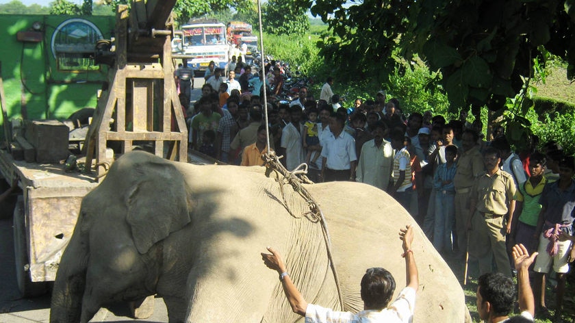 Indian forestry officials and villagers remove the carcass of an elephant