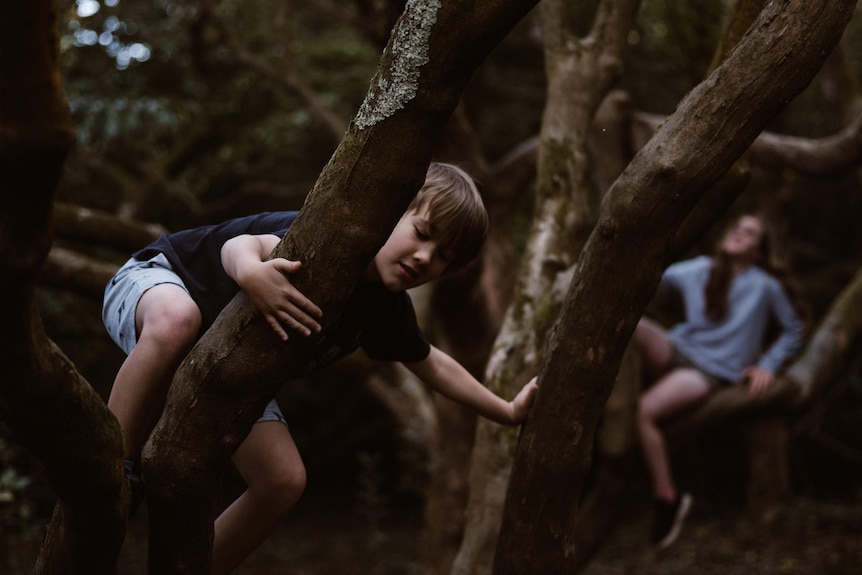 A boy climbs a big tree with many branches and a girl sits on a branch in the distance