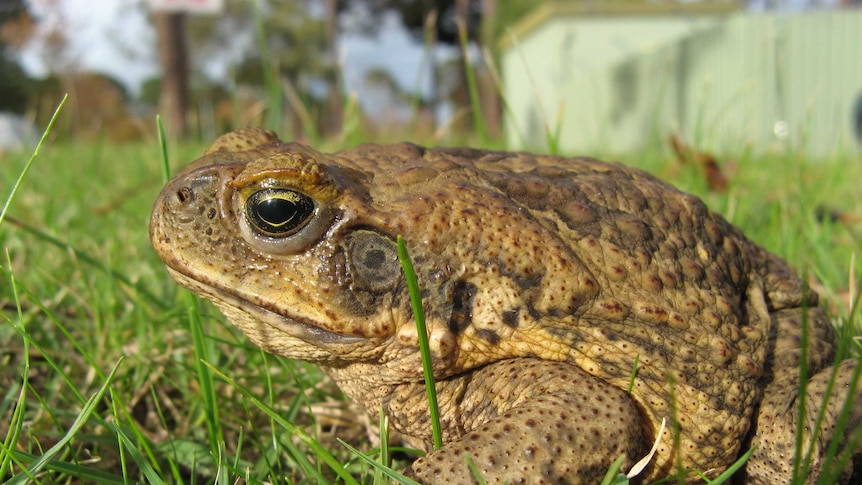 A big ugly cane toad sits in the grass.