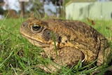 A big ugly cane toad sits in the grass.