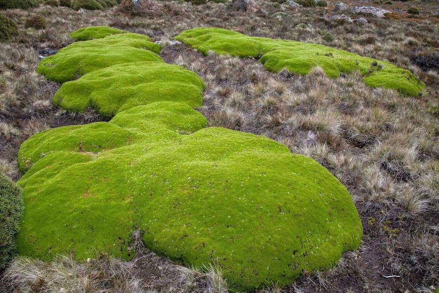 Slow growing alpine buttongrass Tasmania's World Heritage Area