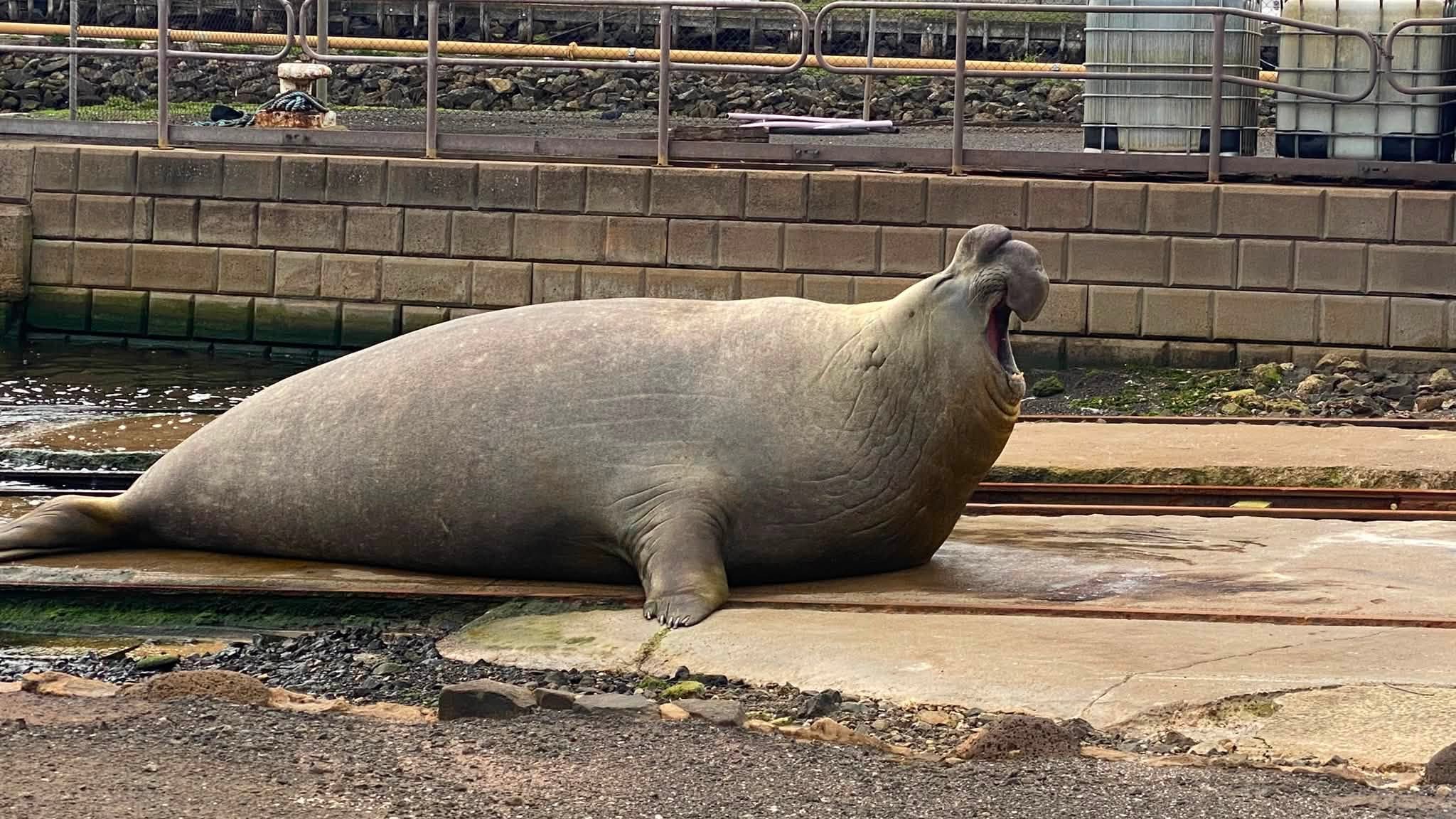 A large brown elephant seal lays on a boating slipway with its head up