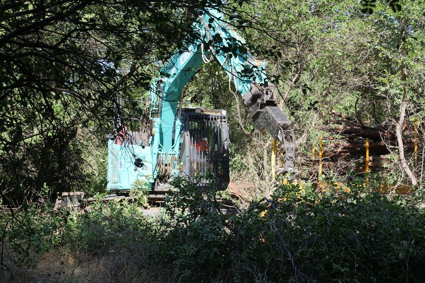 A green tree lopping machine breaking tree branches off green sandalwood trees.