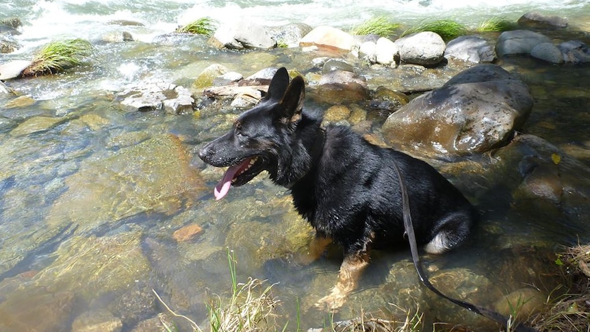 Chuck cooling off in a creek.
