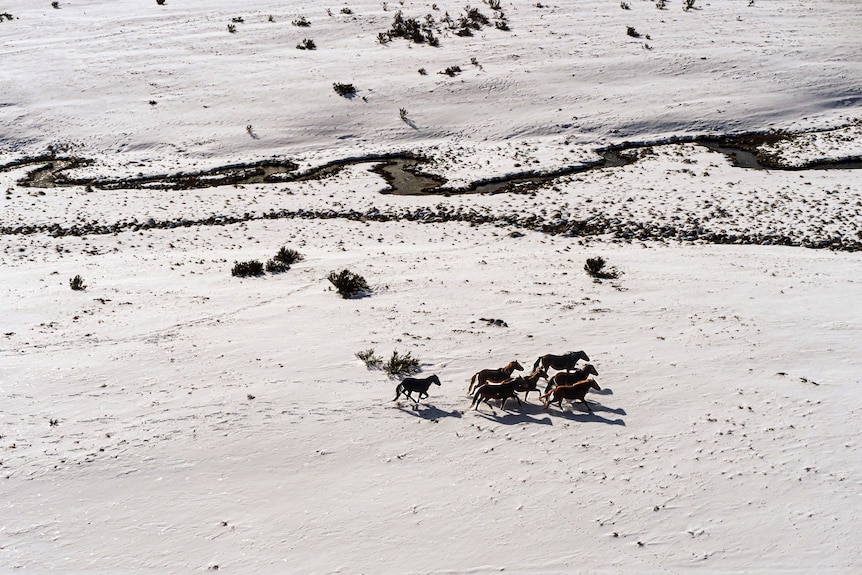 A mob of horses runs through the snow across an open plain, with a creek behind them. 