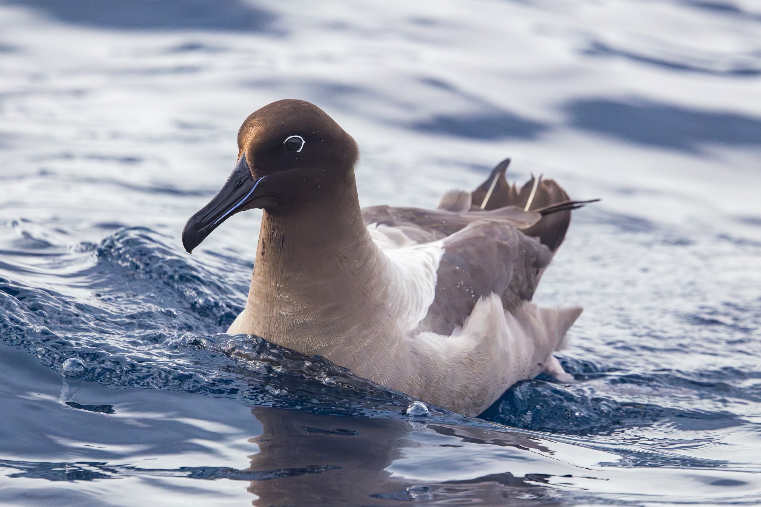 A brown and grey large seabird on the ocean.