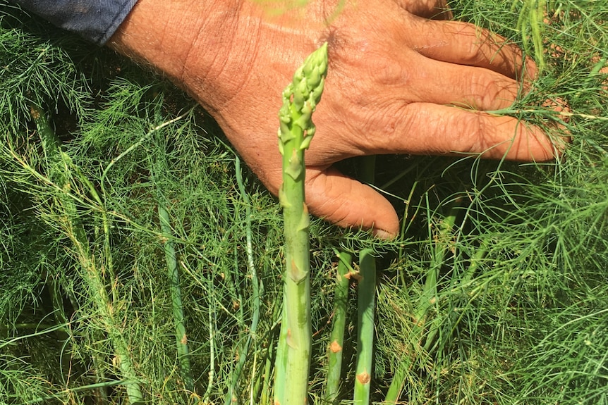 asparagus sprig