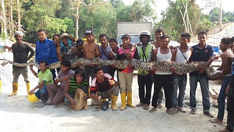 A group of men stand next to each other holding the outstretched python.