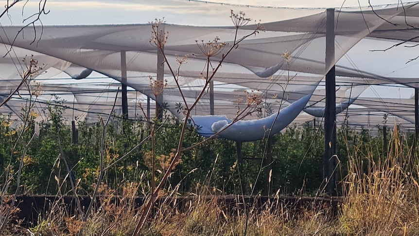 A huge pile of hail caught in a net above an orchard.