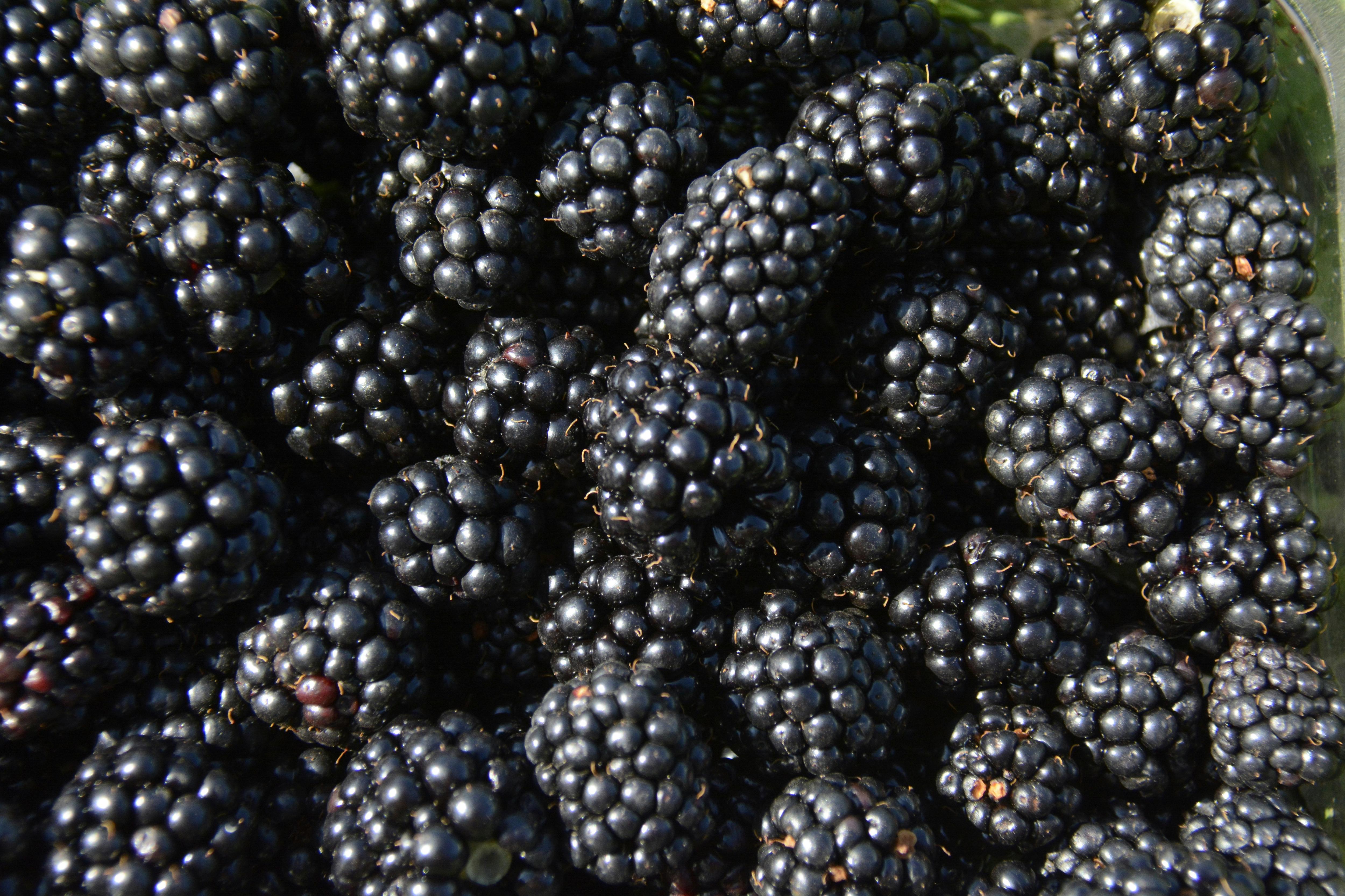 Gardening Talkback: Managing blackberry seeds - ABC listen