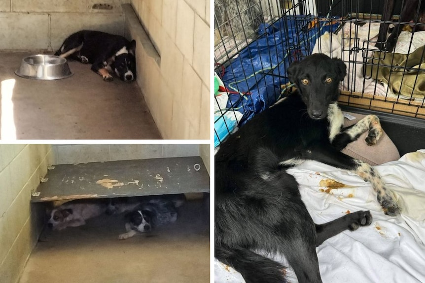 Three dogs hiding under a bed, one in huddled in a corner, and another in a cage covered in faces